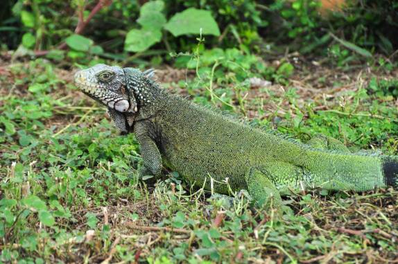 Um vistoso lagarto logo na entrada do Hato El Cedral, na região dos llanos, na Venezuela